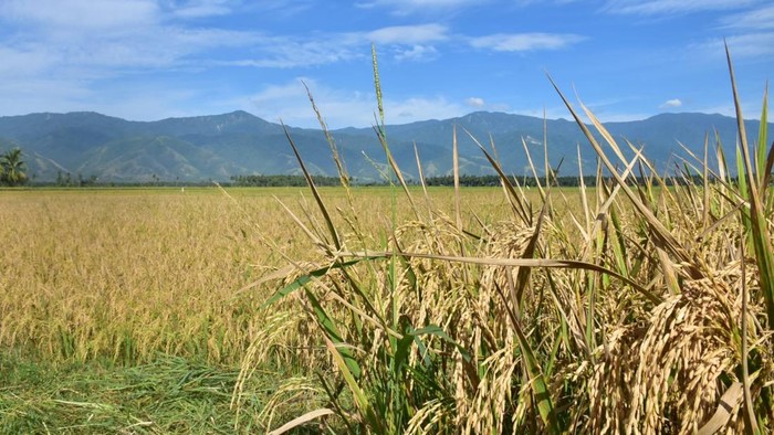 Kementan