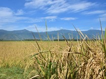 Anomali Deflasi Beras Saat El Nino: Produksi November Lampaui Ekspektasi