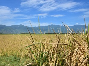 Anomali Deflasi Beras Saat El Nino: Produksi November Lampaui Ekspektasi