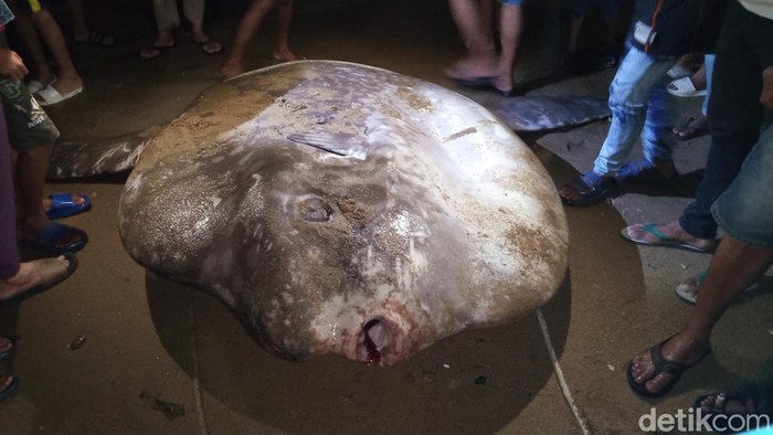 Penampakan Ikan Mola-mola yang mati terdampar di Pantai Pohe Gorontalo.