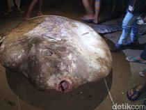 Ikan Mola-mola Mati Terdampar di Pantai Pohe Gorontalo Ditenggelamkan ke Laut