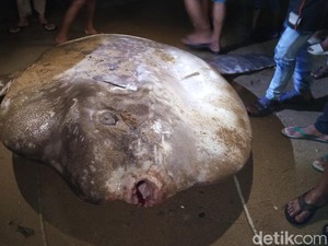 6 Hal Tentang Ikan Purba Mola-mola Mati Terdampar di Pantai Pohe Gorontalo