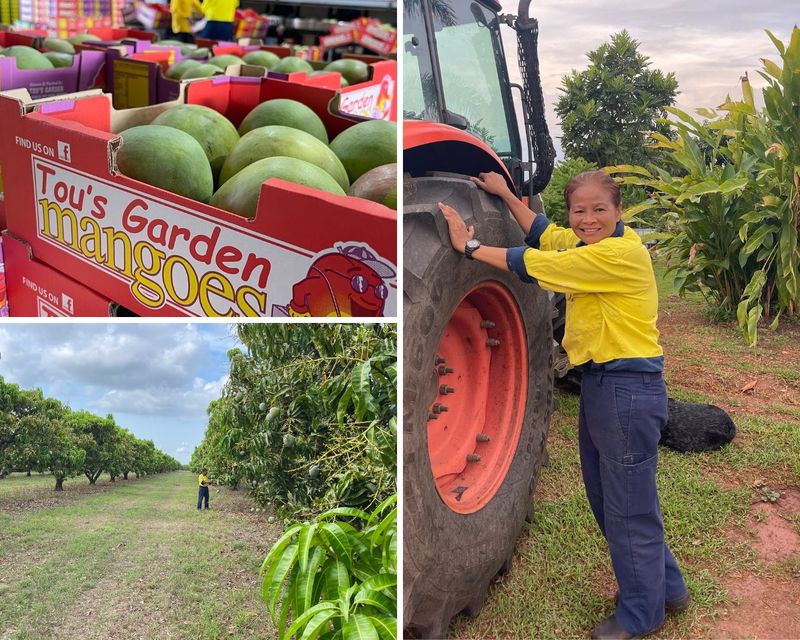 Petani mangga sukses di Australia