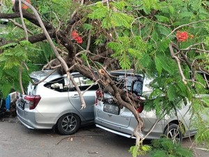 Pohon Setinggi 7 Meter Tumbang di Buduran Sidoarjo Timpa 2 Mobil