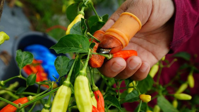 Potret Panen Perdana Rawit Jenis Baru di Sulawesi Tenggara! Petani memanen lombok rawitnya di Kecamatan Ranomeeto, Konawe Selatan, Sulawesi Tenggara, Selasa (3/12/2024). Petani di wilayah tersebut beralih budidaya lombok rawit varietas baru karena memiliki kulit tebal yang tidak mudah membusuk diserang hama dengan harga jual di atas Rp30 ribu per kilogramnya. ANTARA FOTO/Jojon/foc.