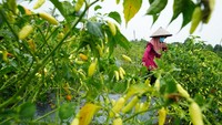 Petani memanen lombok rawitnya di Kecamatan Ranomeeto, Konawe Selatan, Sulawesi Tenggara, Selasa (3/12/2024).