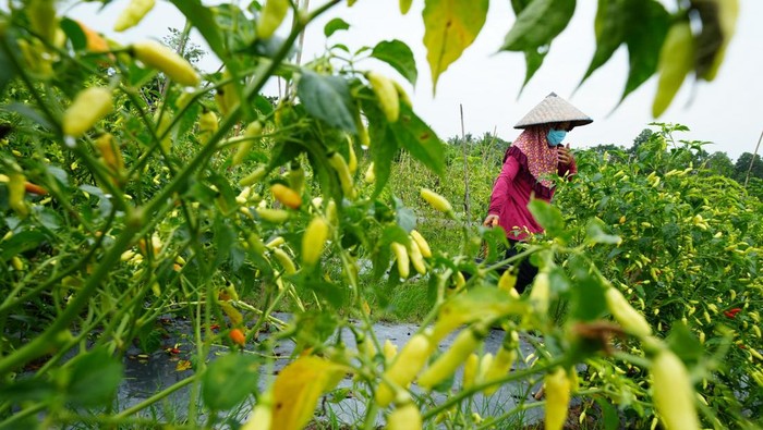 Petani memanen lombok rawitnya di Kecamatan Ranomeeto, Konawe Selatan, Sulawesi Tenggara, Selasa (3/12/2024). Petani di wilayah tersebut beralih budidaya lombok rawit varietas baru karena memiliki kulit tebal yang tidak mudah membusuk diserang hama dengan harga jual di atas Rp30 ribu per kilogramnya. ANTARA FOTO/Jojon/foc.