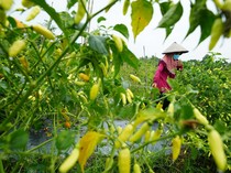 Potret Panen Perdana Rawit Jenis Baru di Sulawesi Tenggara!