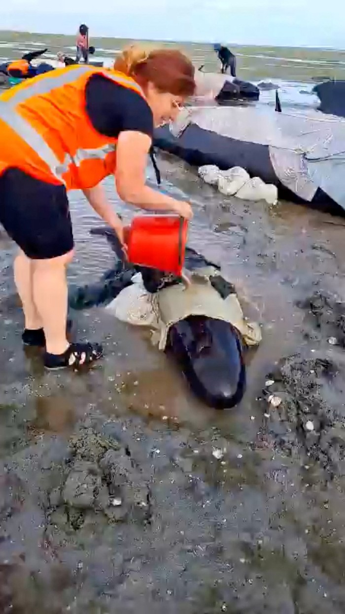 Volunteers help stranded whales at the Golden Bay, in Puponga, New Zealand December 2, 2024, in this still image obtained from a social media video. Project Jonah New Zealand/Handout via REUTERS  THIS IMAGE HAS BEEN SUPPLIED BY A THIRD PARTY. MANDATORY CREDIT. NO RESALES. NO ARCHIVES.