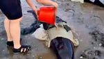 Puluhan Paus Pilot Terdampar di Pantai Selandia Baru