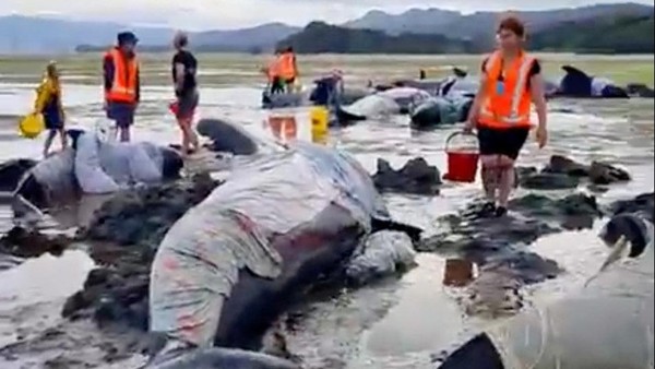 Puluhan Paus Pilot Terdampar di Pantai Selandia Baru