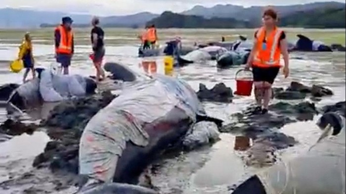 Volunteers help stranded whales at the Golden Bay, in Puponga, New Zealand December 2, 2024, in this still image obtained from a social media video. Project Jonah New Zealand/Handout via REUTERS  THIS IMAGE HAS BEEN SUPPLIED BY A THIRD PARTY. MANDATORY CREDIT. NO RESALES. NO ARCHIVES.