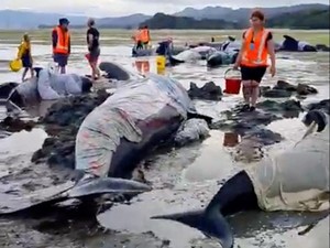 Fenomena Kawanan Paus Pilot Terdampar di Pantai Ruakaka