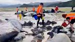 Puluhan Paus Pilot Terdampar di Pantai Selandia Baru