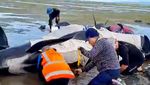 Puluhan Paus Pilot Terdampar di Pantai Selandia Baru