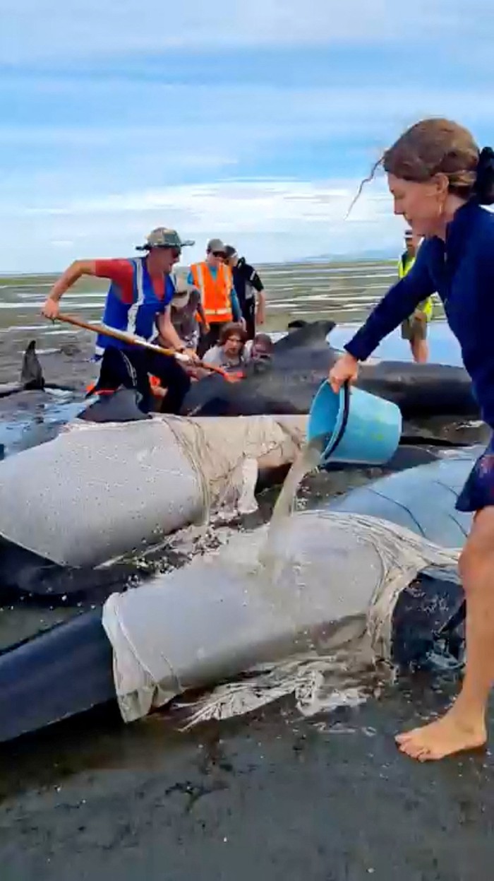 Puluhan Paus Pilot Terdampar di Pantai Selandia Baru Volunteers help stranded whales at the Golden Bay, in Puponga, New Zealand December 2, 2024, in this still image obtained from a social media video. Project Jonah New Zealand/Handout via REUTERS THIS IMAGE HAS BEEN SUPPLIED BY A THIRD PARTY. MANDATORY CREDIT. NO RESALES. NO ARCHIVES.