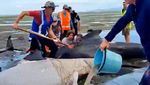 Puluhan Paus Pilot Terdampar di Pantai Selandia Baru