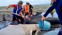 Para relawan membantu paus-paus yang terdampar di Golden Bay, di Puponga, Selandia Baru, Senin (2/12/2024).