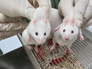 Ilmuwan Berhasil Ciptakan Tikus Hidup Menggunakan Gen Organisme Lain, Kok Bisa?