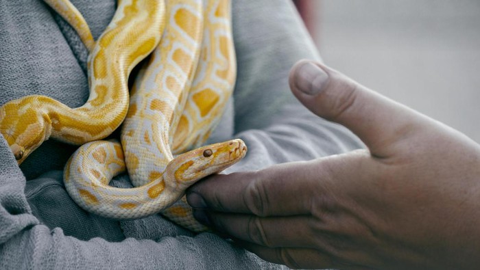 Ular piton albino