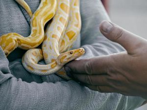 Hukum Memelihara Ular dalam Islam, Apakah Diperbolehkan?