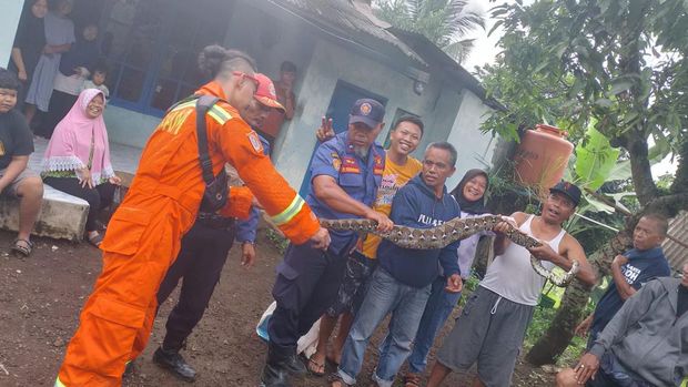 Warga Kampung Babakan Cirangkong, Desa Dawagung Kecamatan Rajapolah di gegerkan dengan  penemuan Seekor ular sanca di permukiman warga, Selasa (2/12/2924).