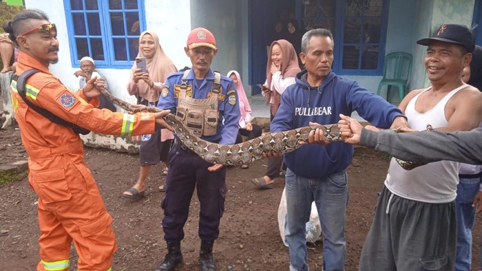Warga Kampung Babakan Cirangkong, Desa Dawagung Kecamatan Rajapolah di gegerkan dengan  penemuan Seekor ular sanca di permukiman warga, Selasa (2/12/2924).