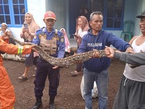 Ngeri! Ular Piton 4 Meter Kejar Kang Ojek di Tasikmalaya