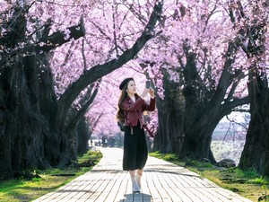 Cara Dapat Tiket ke Jepang Rp4 Jutaan di Jenius Carter Pesawat