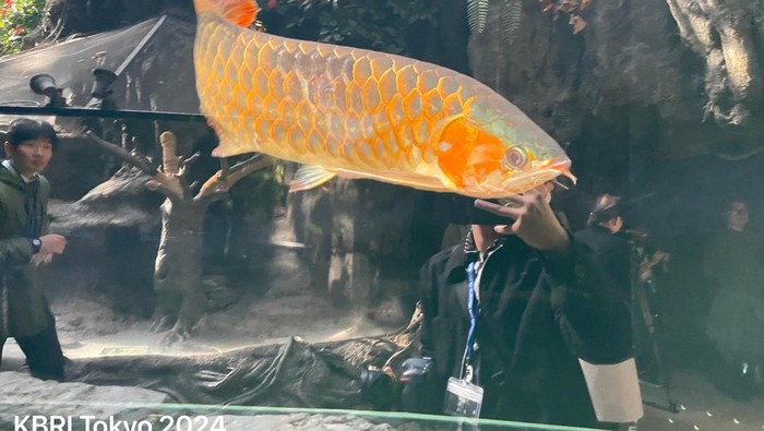 Aquarium Asia Arwana di Kebun Binatang Ueno Jepang diresmikan pada Selasa (3/12/2024).
