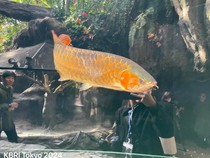 Aquarium Asia Arwana Kalimantan Resmi Dibuka di Kebun Binatang Ueno Jepang