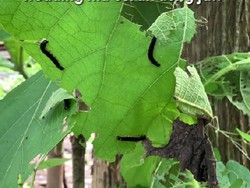 Viral Pernikahan Konsep Pesta Kebun Bikin Merinding, Tamunya Disambut Ulat