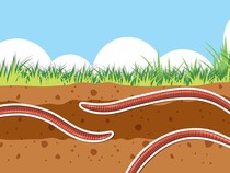 Kenapa Ada Banyak Cacing Muncul di Kamar Mandi? Ini Sebabnya