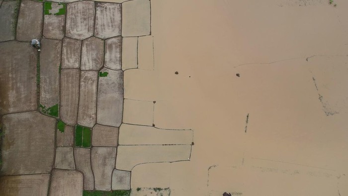 Foto udara lahan persawahan yang terendam banjir di Desa Panosogan, Cikeusal, Kabupaten Serang, Banten, Rabu (4/12/2024). Sebanyak 25 hektare lahan persawahan di desa tersebut terendam banjir dari luapan Sungai Ciujung yang diakibatkan tingginya intensitas hujan. ANTARA FOTO/Putra M. Akbar/gp/aww.