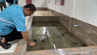 Rumah Penyu di Pulau Rambut merupakan langkah strategis dalam mendukung konservasi penyu sisik (Eretmochelys imbricata), spesies yang terancam punah.  