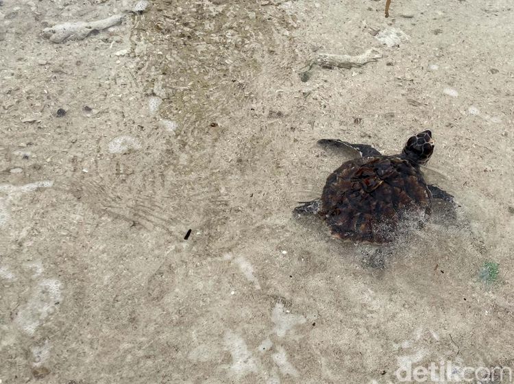 Melihat Rumah Penyu di Kepulauan Seribu