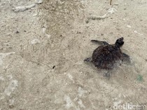 Melihat Rumah Penyu di Kepulauan Seribu