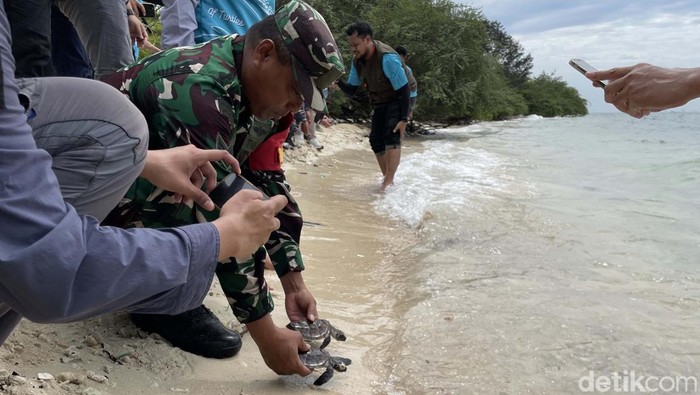 Rumah Penyu diresmikan di Suaka Margasatwa Kepulauan Rambut, Kepulauan Seribu, DKI Jakarta. Di sini kita bisa belajar tentang pelestarian penyu sisik.