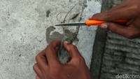 Diketahui mereka menggunakan umpan udang potong untuk menggoda ikan-ikan laut.  
