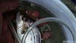 Memancing Ikan di Ujung Jakarta