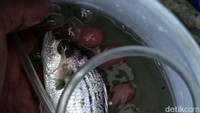Biasanya mereka kerap mendapatkan berbagai jenis ikan seperti ikan selar bahkan ikan tenggiri, hasil tangkapannya untuk dikonsumsi pribadi.  