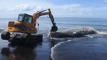 Paus Hidung Botol Mati Terdampar di Pantai Jember