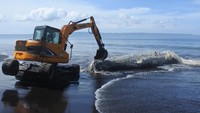 Paus Hidung Botol berukuran panjang 20 meter itu diperkirakan mati di tengah laut, dan terdampar ke bibir pantai. 