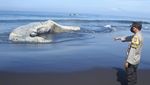 Paus Hidung Botol Mati Terdampar di Pantai Jember