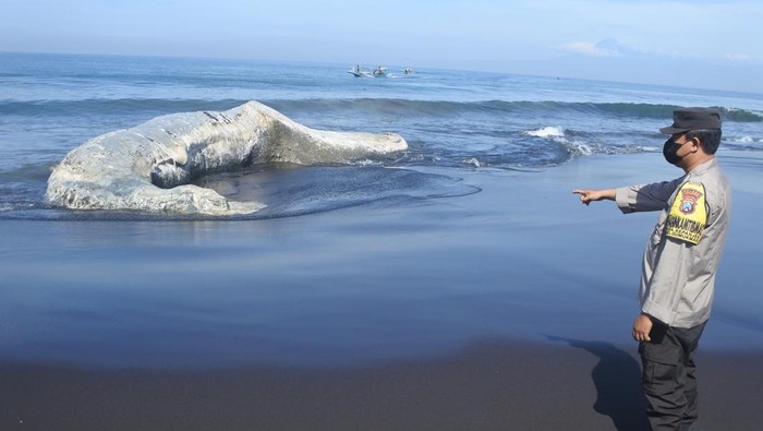 Paus Hidung Botol Mati Terdampar di Pantai Jember, Dievakuasi Alat Berat Petugas menunjukkan seekor Paus Hidung Botol (Hyperoodon) yang mati dan terdampar di Pantai Nyamplong Kobong, Desa Kepanjen, Gumukmas. Jember, Jawa Timur, Rabu (4/12/2024). Paus Hidung Botol berukuran panjang 20 meter itu diperkirakan mati di tengah laut, dan terdampar ke bibir pantai. ANTARA FOTO/Seno/YU