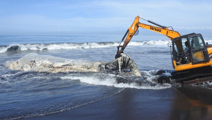 Paus Hidung Botol Mati Terdampar di Pantai Jember, Dievakuasi Alat Berat Petugas menunjukkan seekor Paus Hidung Botol (Hyperoodon) yang mati dan terdampar di Pantai Nyamplong Kobong, Desa Kepanjen, Gumukmas. Jember, Jawa Timur, Rabu (4/12/2024). Paus Hidung Botol berukuran panjang 20 meter itu diperkirakan mati di tengah laut, dan terdampar ke bibir pantai. ANTARA FOTO/Seno/YU