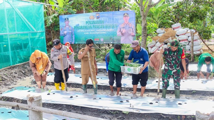 Pemanfaatan lahan kosong di Kedungadem untuk program ketahanan pangan