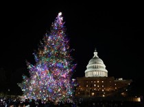 Pohon Natal Capitol dari Alaska Menerangi Washington DC