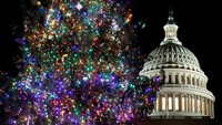Pada saat Natal tiba, Washingtons Capitol menghadirkan pohon Natal hidup yang berasal dari pembibitan pohon asli di depan gedung putih. 