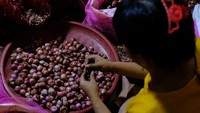 Buruh kupas bawang merah itu mendapat upah sebesar Rp15 ribu per karung atau seberat 20 kilogram.
